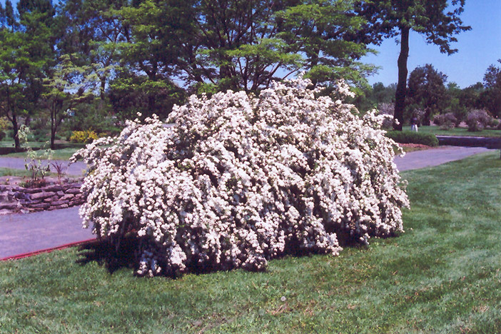 Click to view a full-size photo of Bridalwreath Vanhoutte Spirea (Spiraea x vanhouttei) at Baltimore Valley Garden Centre Bridalwreath Vanhoutte Spirea (Spiraea x vanhouttei) at Baltimore Valley Garden Centre