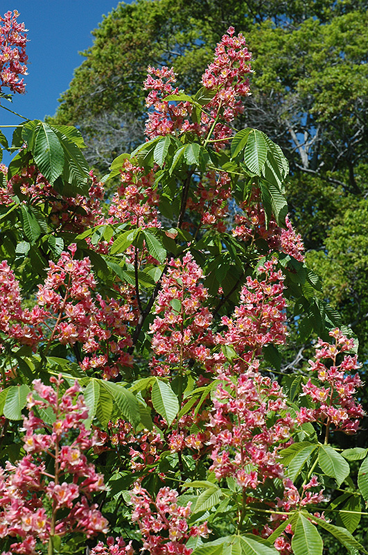 Click to view a full-size photo of Fort McNair Red Horse Chestnut (Aesculus x carnea 'Fort McNair') at Baltimore Valley Garden Centre Fort McNair Red Horse Chestnut (Aesculus x carnea 'Fort McNair') at Baltimore Valley Garden Centre