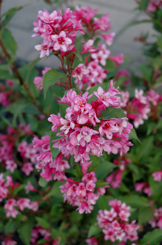 Click to view a full-size photo of Sonic Bloom Pink Reblooming Weigela (Weigela florida 'Bokrasopin') at Baltimore Valley Garden Centre Sonic Bloom Pink Reblooming Weigela (Weigela florida 'Bokrasopin') at Baltimore Valley Garden Centre