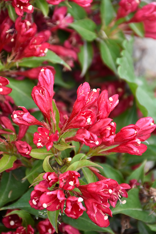 Click to view a full-size photo of Crimson Kisses Weigela (Weigela florida 'Slingco 1') at Baltimore Valley Garden Centre Crimson Kisses Weigela (Weigela florida 'Slingco 1') at Baltimore Valley Garden Centre