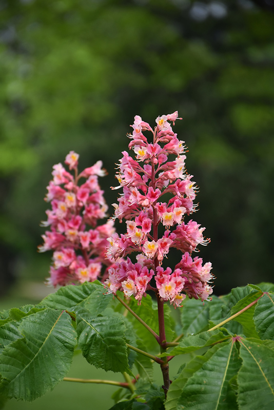 Click to view a full-size photo of Fort McNair Red Horse Chestnut (Aesculus x carnea 'Fort McNair') at Baltimore Valley Garden Centre Fort McNair Red Horse Chestnut (Aesculus x carnea 'Fort McNair') at Baltimore Valley Garden Centre