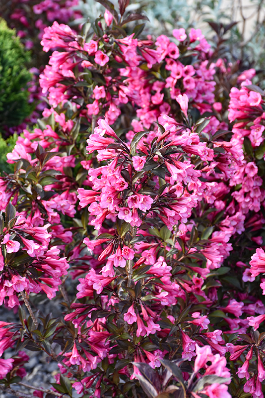 Click to view a full-size photo of Wine and Roses Weigela (Weigela florida 'Alexandra') at Baltimore Valley Garden Centre Wine and Roses Weigela (Weigela florida 'Alexandra') at Baltimore Valley Garden Centre