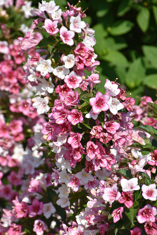Click to view a full-size photo of Czechmark Trilogy Weigela (Weigela florida 'VUKOZGemini') at Baltimore Valley Garden Centre Czechmark Trilogy Weigela (Weigela florida 'VUKOZGemini') at Baltimore Valley Garden Centre