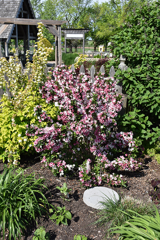 Click to view a full-size photo of Czechmark Trilogy Weigela (Weigela florida 'VUKOZGemini') at Baltimore Valley Garden Centre Czechmark Trilogy Weigela (Weigela florida 'VUKOZGemini') at Baltimore Valley Garden Centre