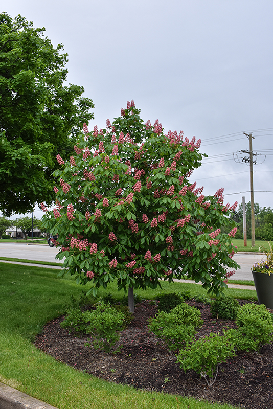 Click to view a full-size photo of Fort McNair Red Horse Chestnut (Aesculus x carnea 'Fort McNair') at Baltimore Valley Garden Centre Fort McNair Red Horse Chestnut (Aesculus x carnea 'Fort McNair') at Baltimore Valley Garden Centre