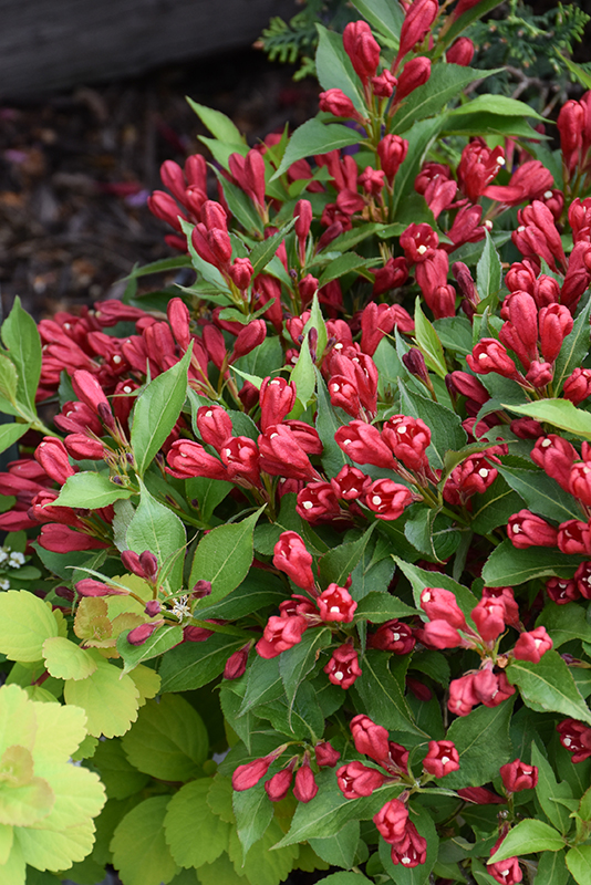 Click to view a full-size photo of Crimson Kisses Weigela (Weigela florida 'Slingco 1') at Baltimore Valley Garden Centre Crimson Kisses Weigela (Weigela florida 'Slingco 1') at Baltimore Valley Garden Centre