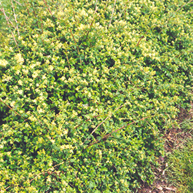 Plant Photo 3