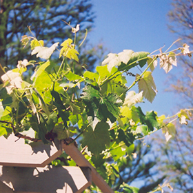 Plant Photo 10
