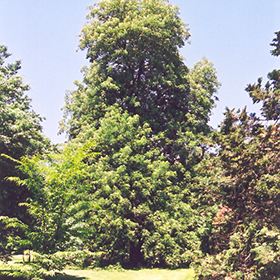 Plant Photo 5