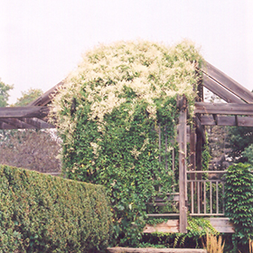 Plant Photo 8