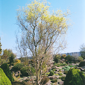 Plant Photo 7