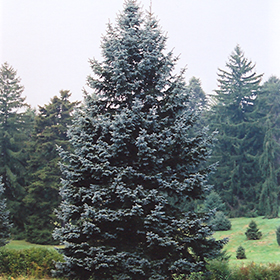 Plant Photo 4