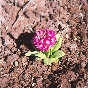 Plant Photo 4