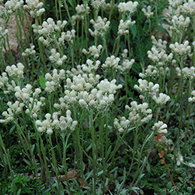Plant Photo 2