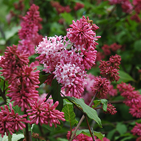 Plant Photo 5