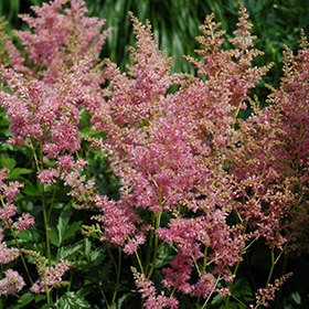 Plant Photo 6