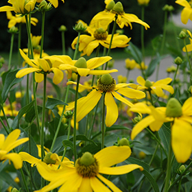 Plant Photo 1