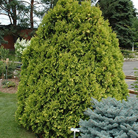 Plant Photo 10