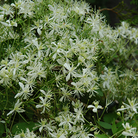 Plant Photo 10