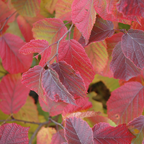 Plant Photo 8