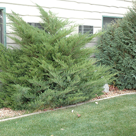 Plant Photo 8