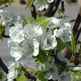 Plant Photo 8
