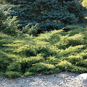 Plant Photo 5
