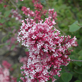 Plant Photo 8