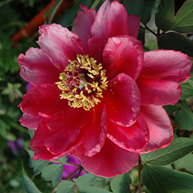 Plant Photo 4