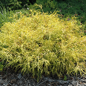 Plant Photo 8