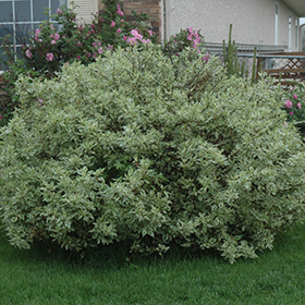 Plant Photo 10