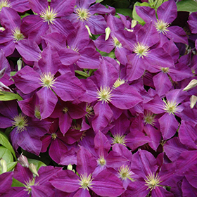 Plant Photo 4