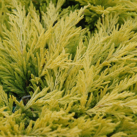 Plant Photo 8