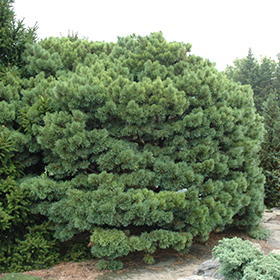Plant Photo 8