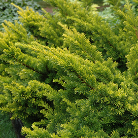 Plant Photo 9