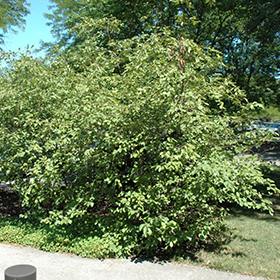 Plant Photo 10