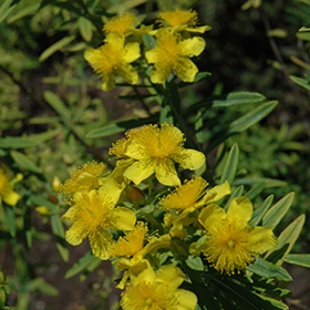 Plant Photo 9