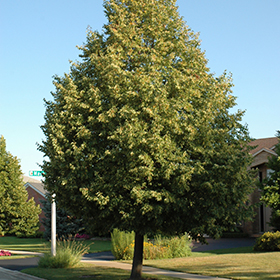 Plant Photo 7
