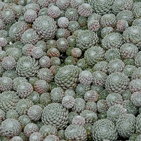 Plant Photo 7