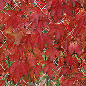 Plant Photo 8
