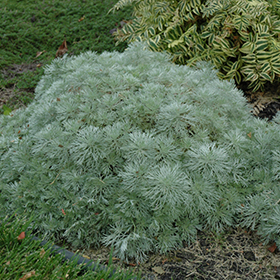 Plant Photo 8