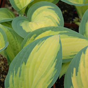 Plant Photo 6