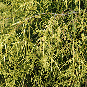 Plant Photo 2