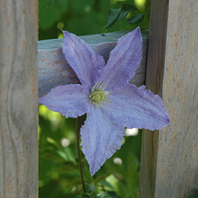 Plant Photo 1