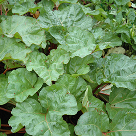 Plant Photo 8