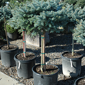 Plant Photo 3