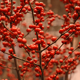 Plant Photo 2