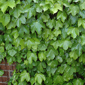 Plant Photo 9
