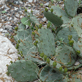 Plant Photo 7