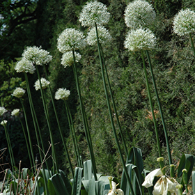 Plant Photo 1